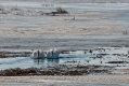 096_Biebrza - marzec 2013